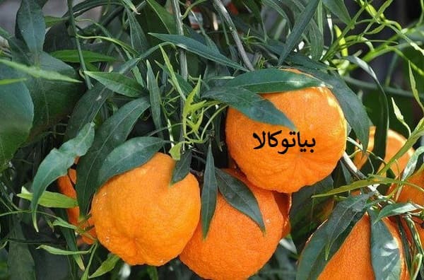 بهترین پایه برای پیوند